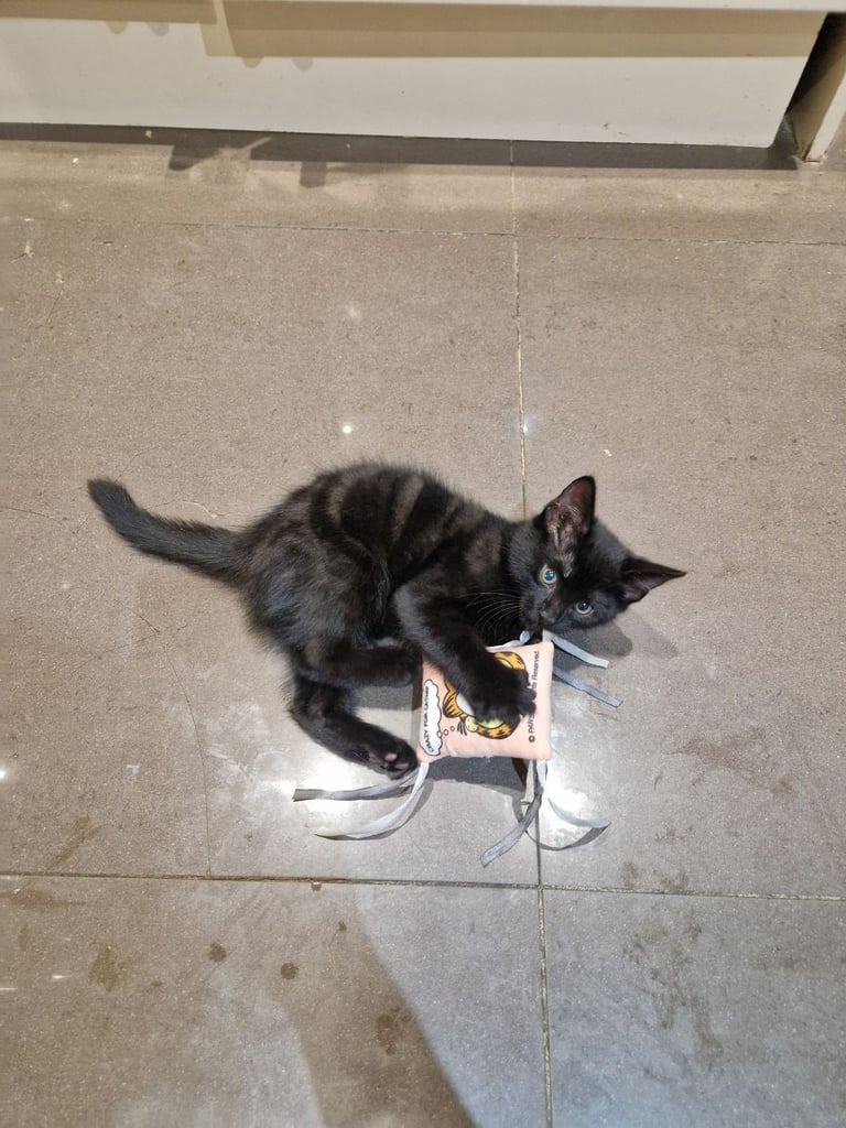 Adorable black Kitten Ready for Their New Homes! 🐾