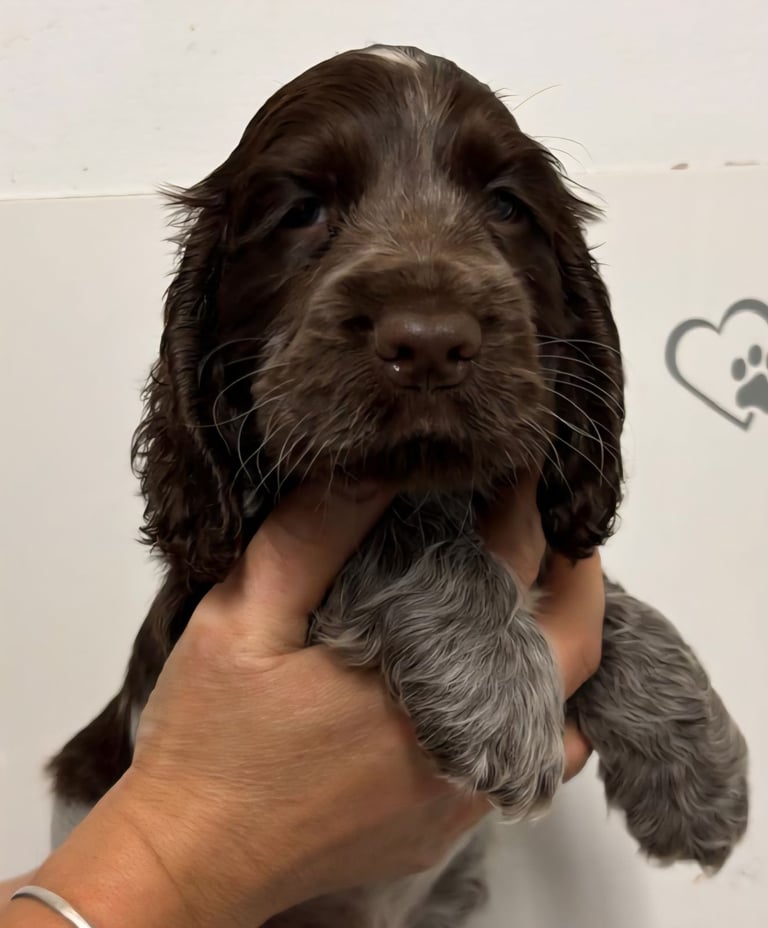 Show type cocker spaniel puppies 