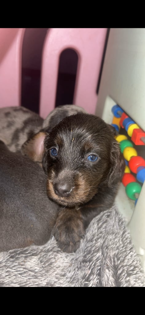 Long and short haired dachshund Puppies for sale 