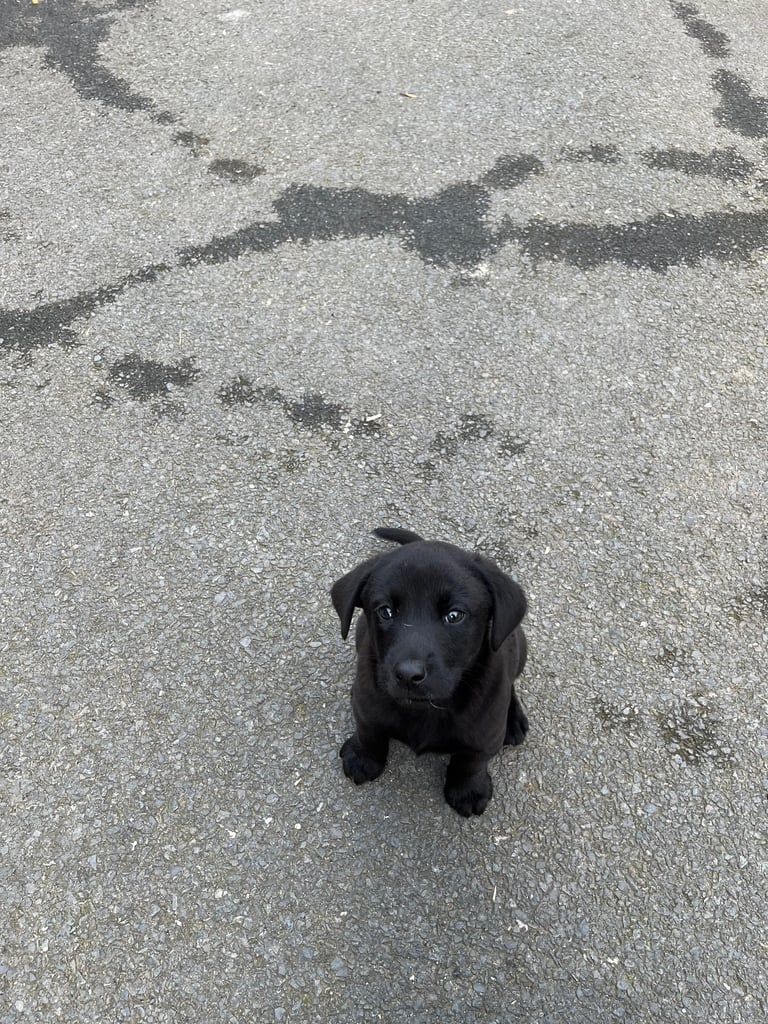 black labrador puppy