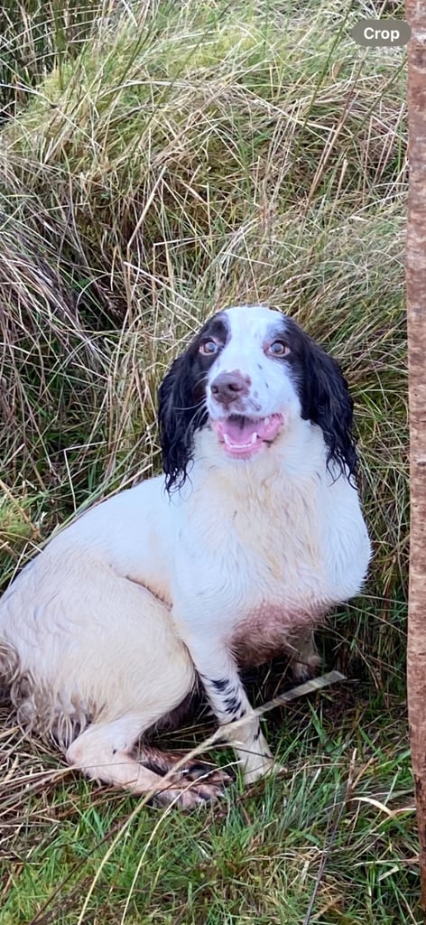 Springer spaniel 