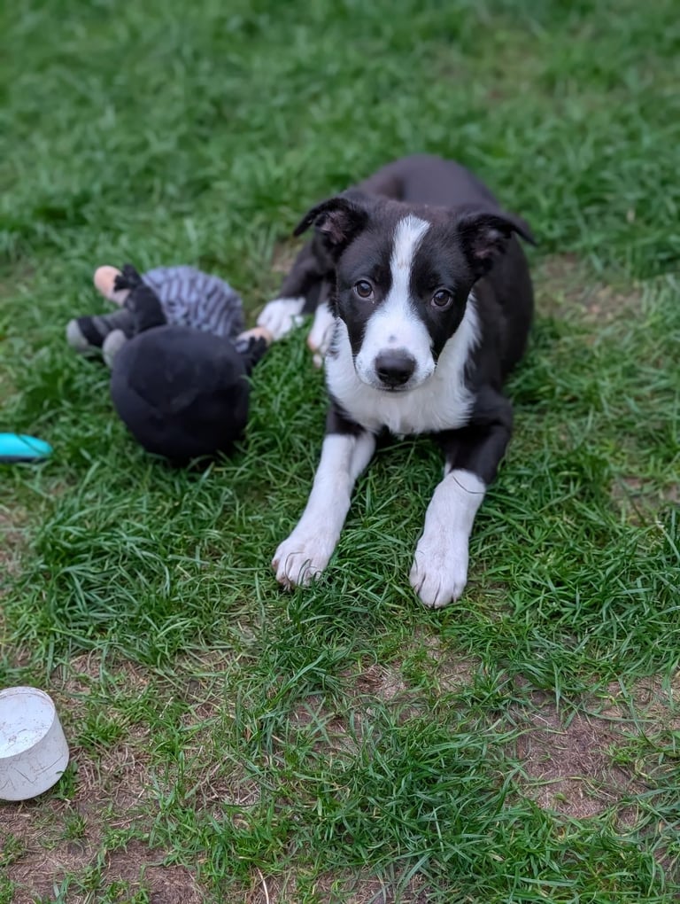 Border collie puppy 