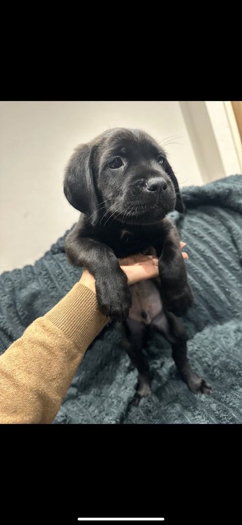 Cane corso puppies