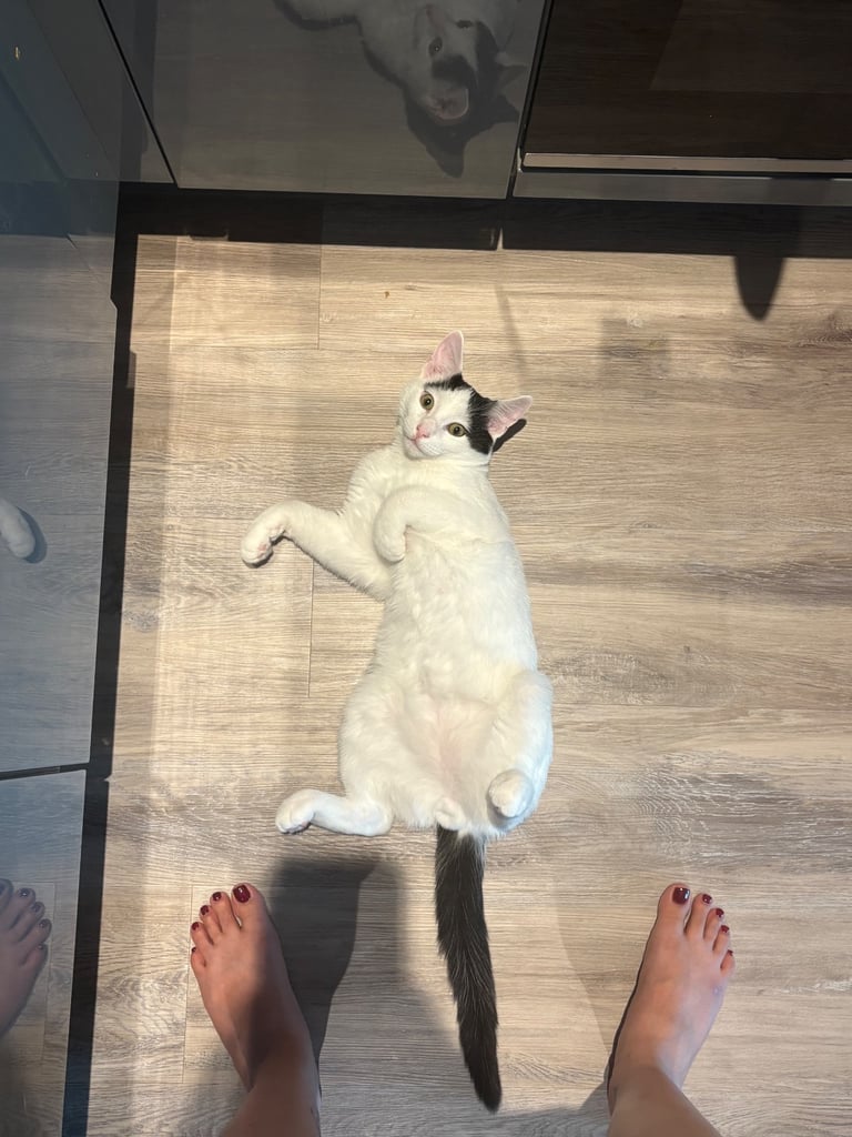 Kitten 