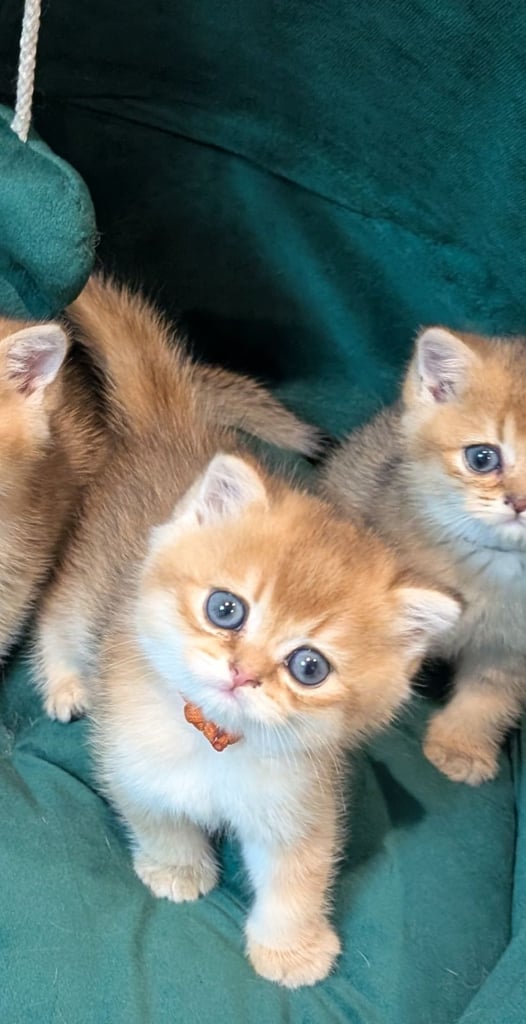 Gold British Shorthair kittens