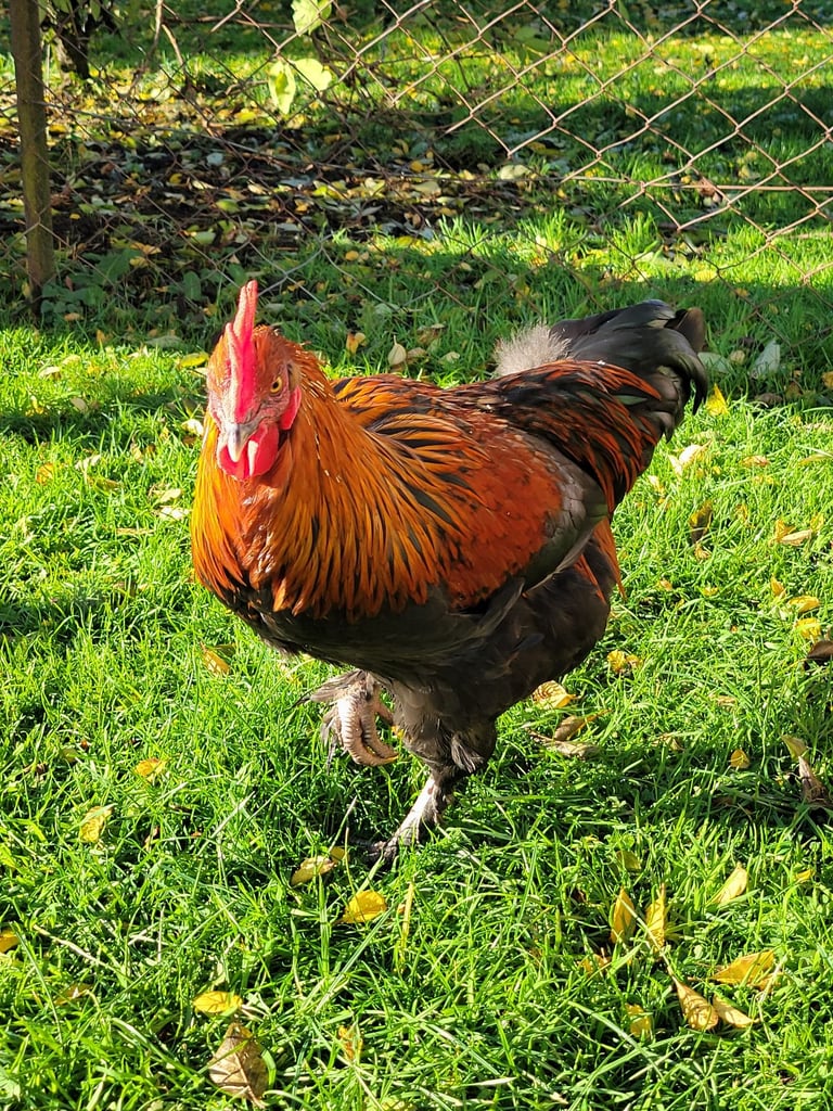 Black Copper Maran Cockerel