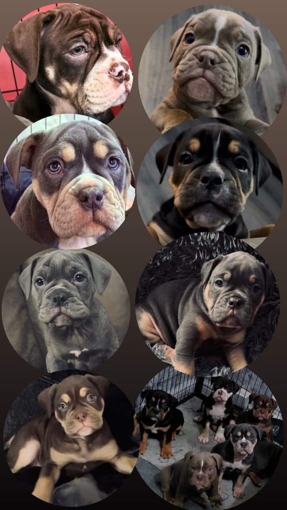 Olde English Bulldogge Puppies For Sale