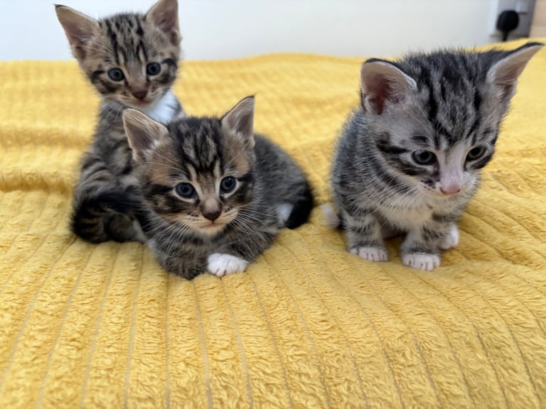 3 male kittens forsale 