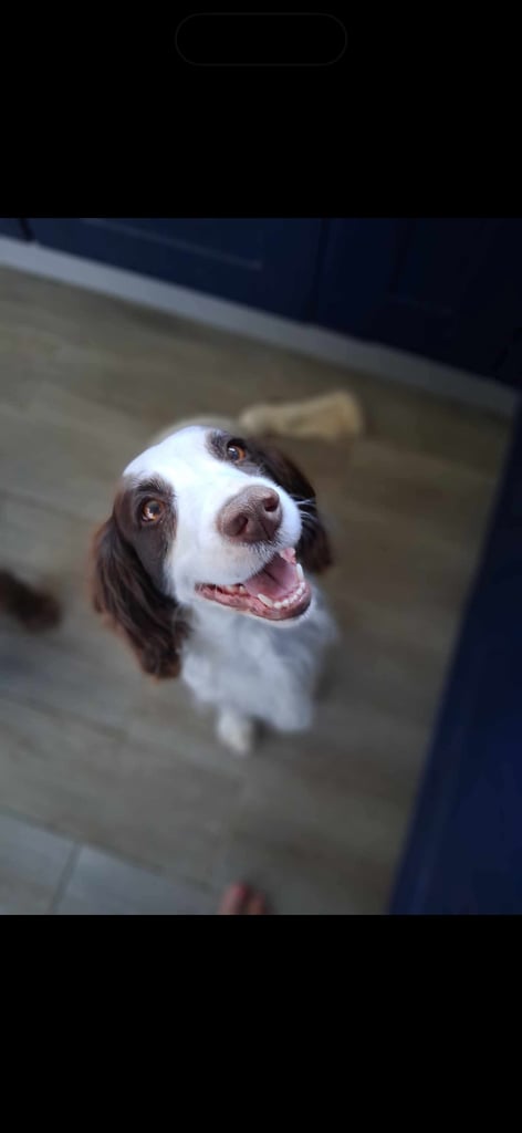 Sprocker spaniel female 