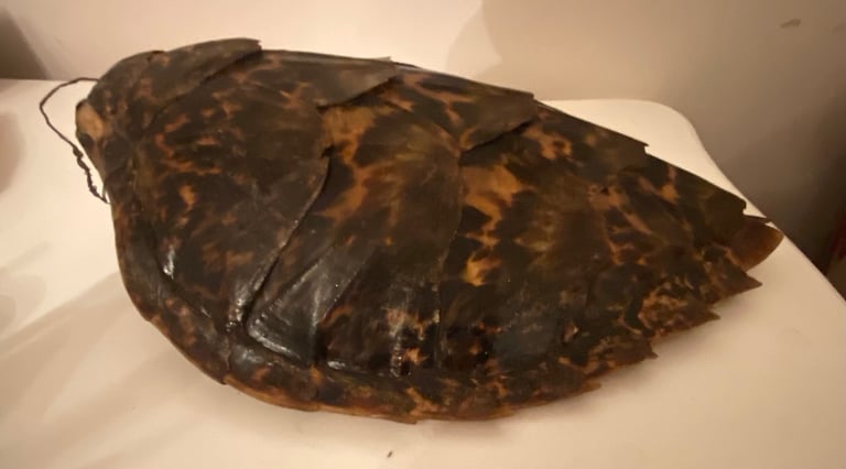 image for Vintage taxidermy shell