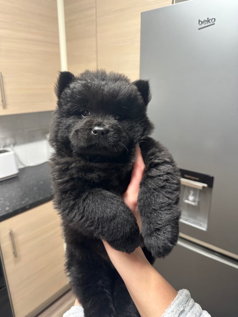 Full Pedigree Chow Chow Puppies - 2 Black, 1 Merle