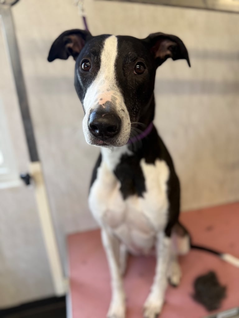 Lurcher needing urgent rehoming