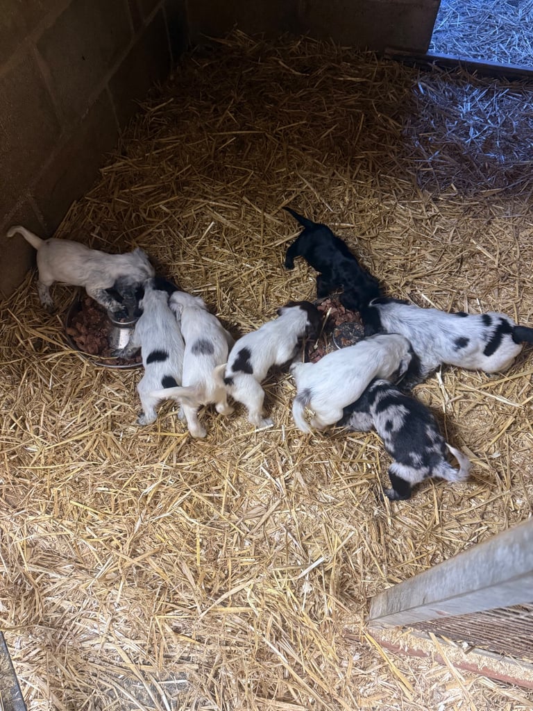 Cocker spaniel pups ready now 
