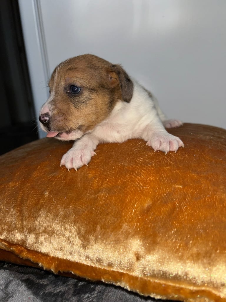 Two gorgeous Jack Russell puppies left