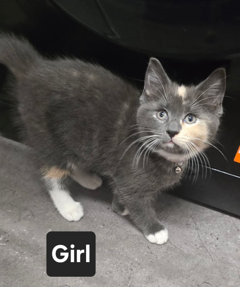 image for Kittens for sale £80 each 