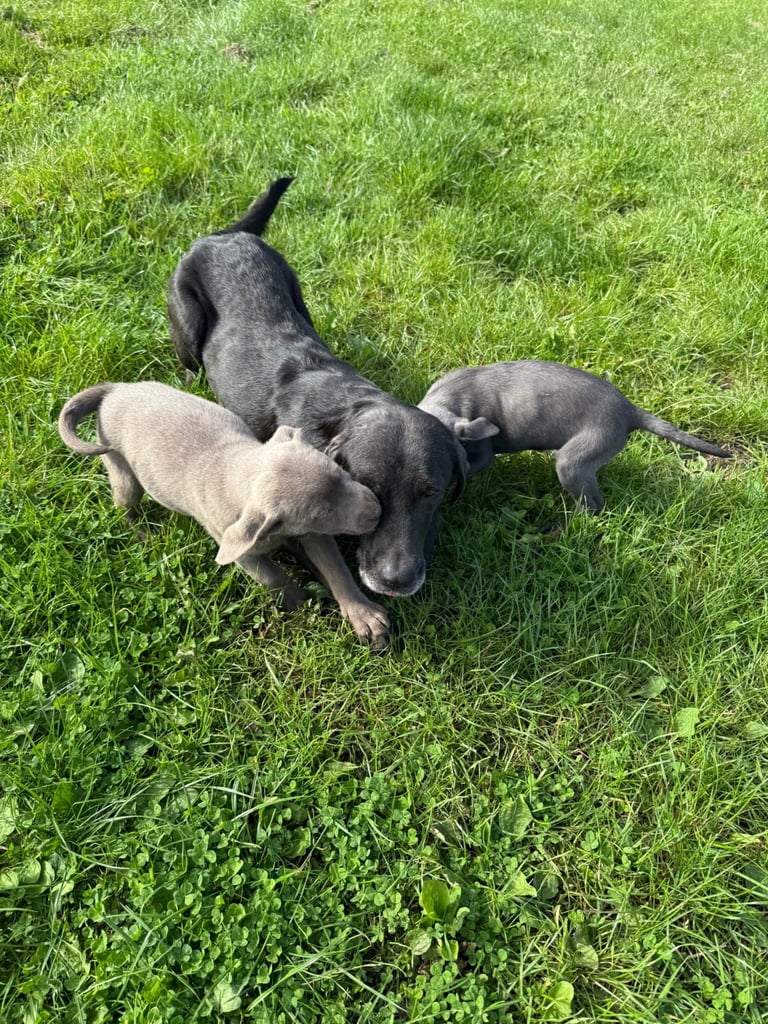Labrador puppies Charcoal & Silver