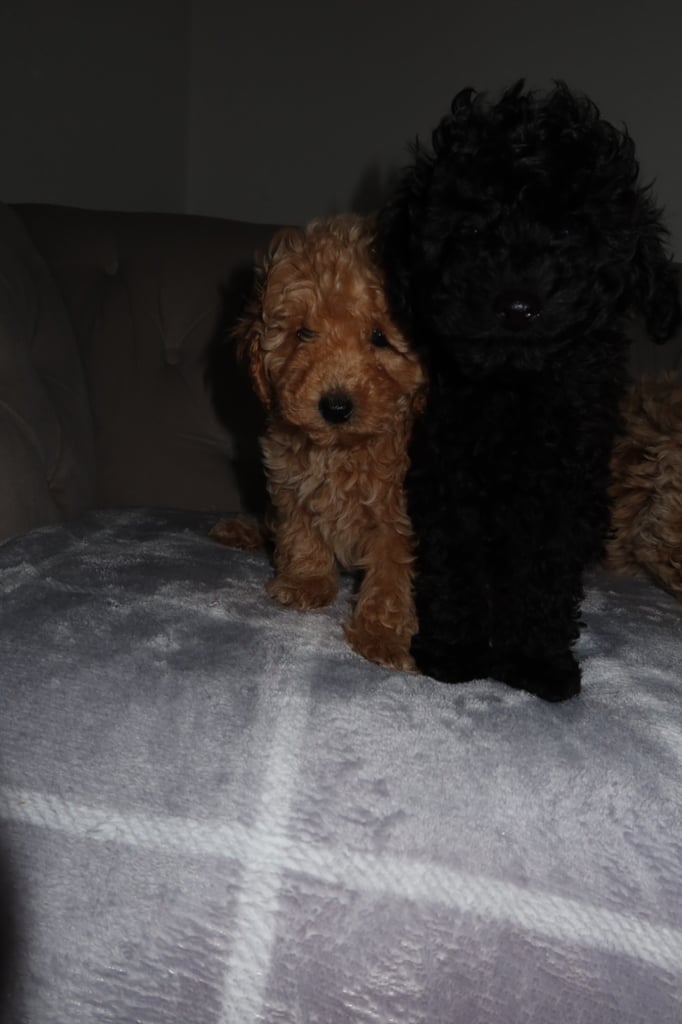 Poodle puppys