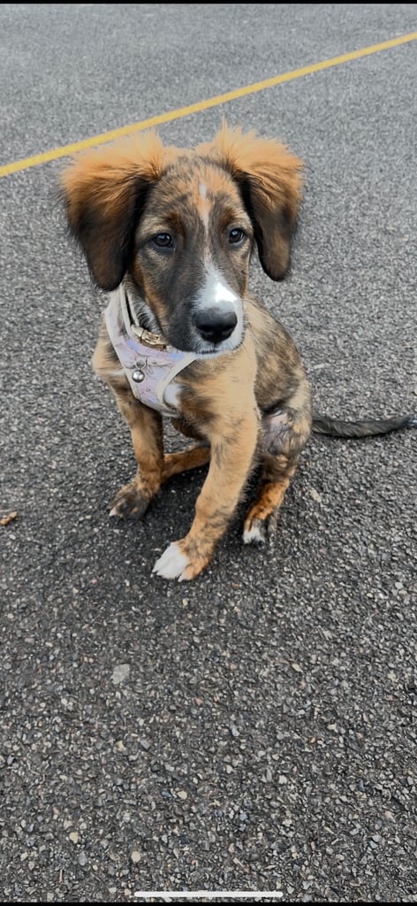 Male puppy cocker spaniel cross border collie