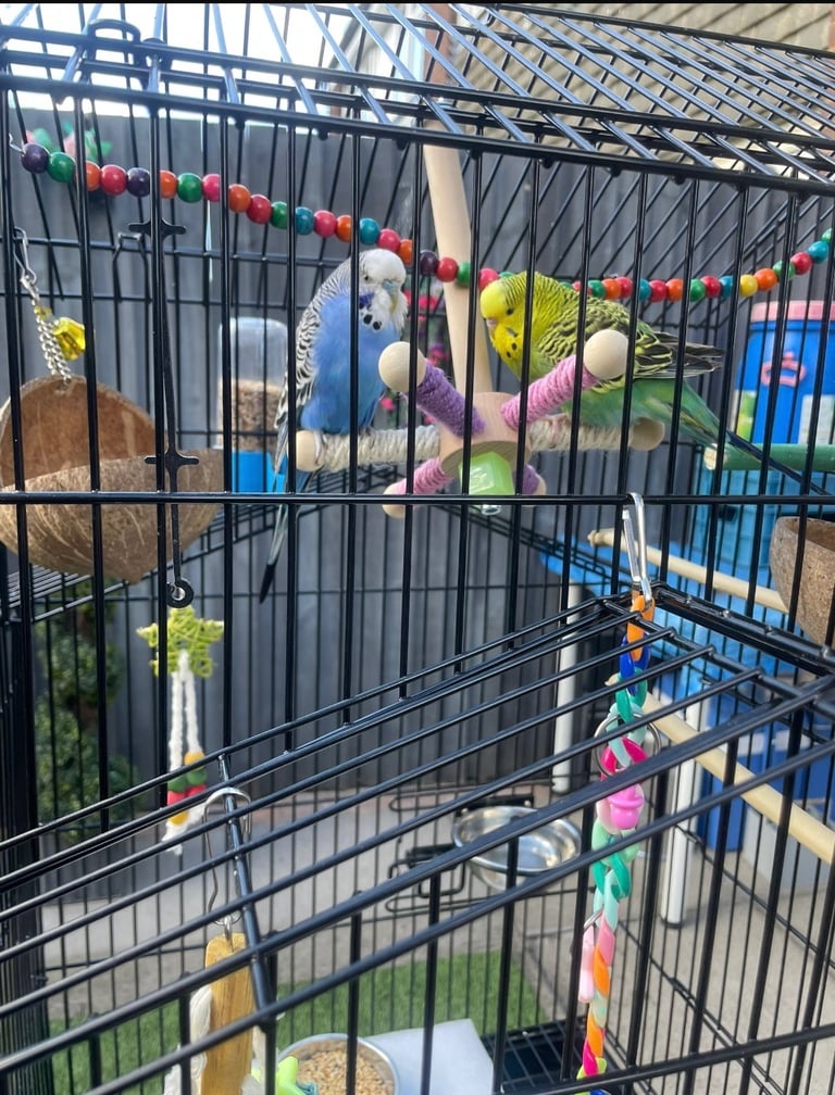 birds for sale Birmingham 