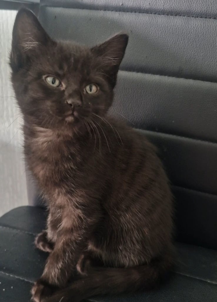 Kitten(female) 10 weeks