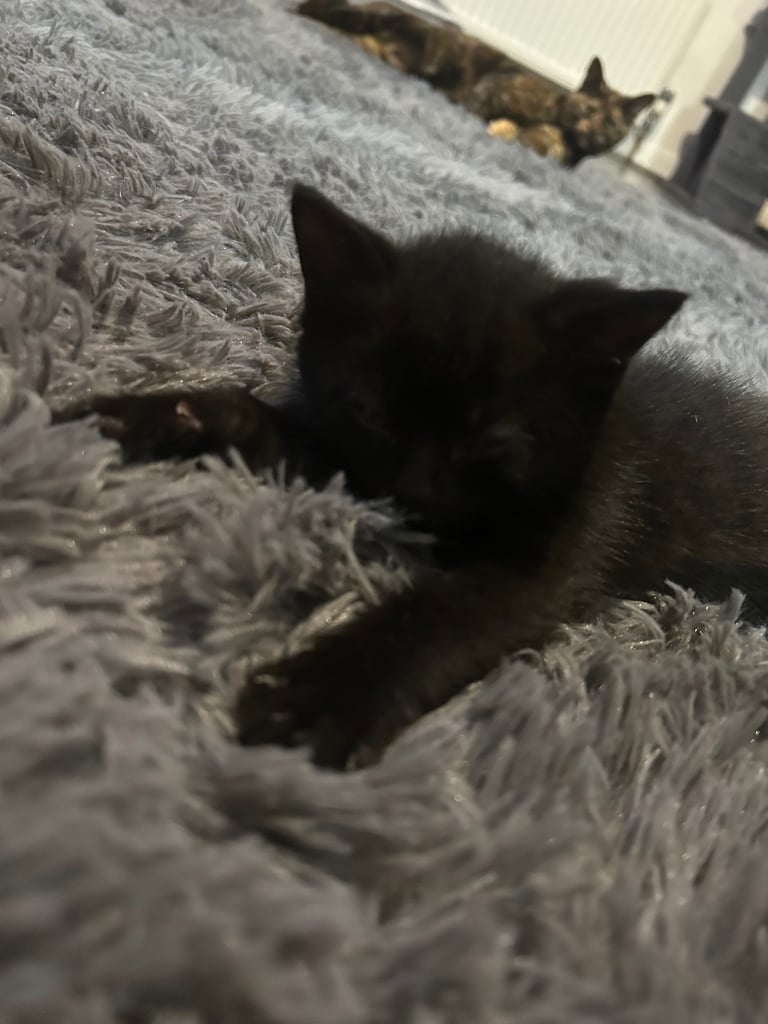 8 week old girl and boy kitten 🐈‍⬛ 