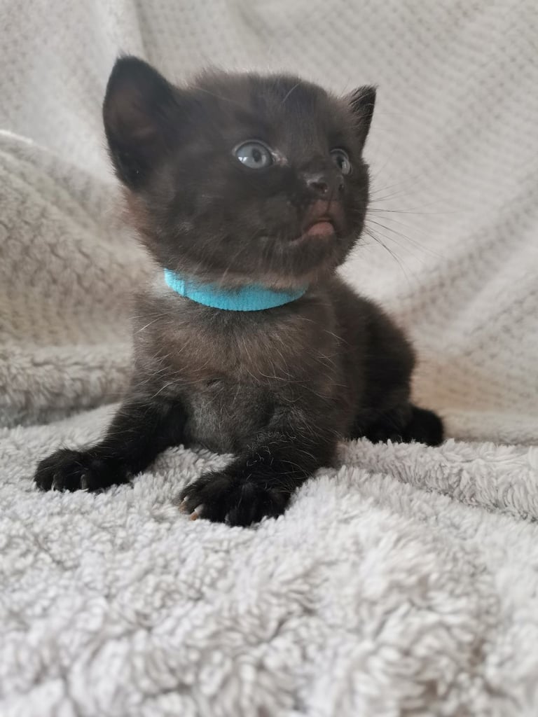 Little fluffy black kitten 