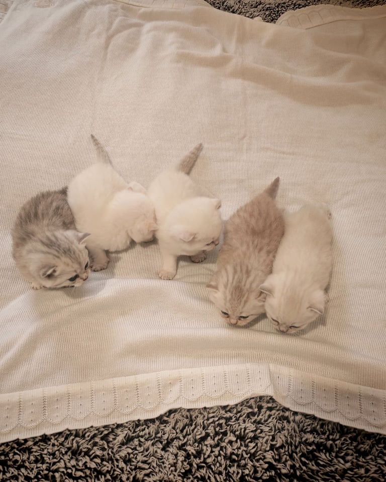British Shorthair cute kittens 