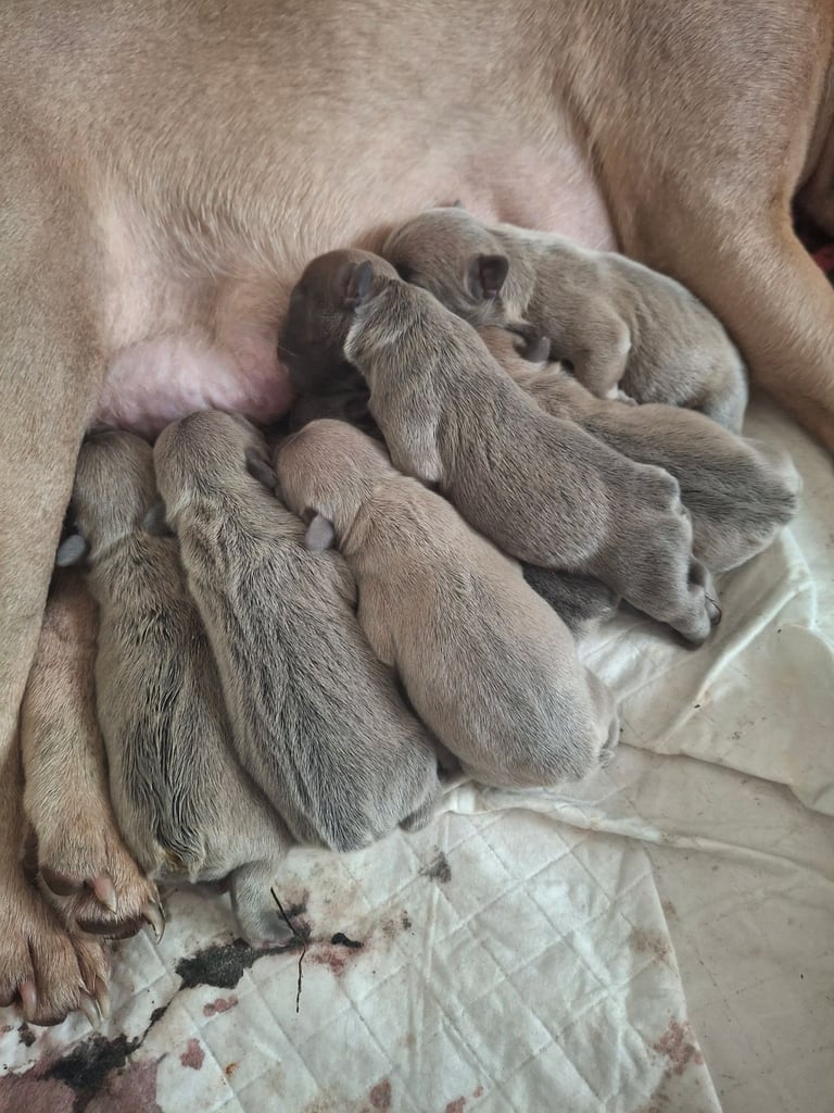 French bulldog puppies 
