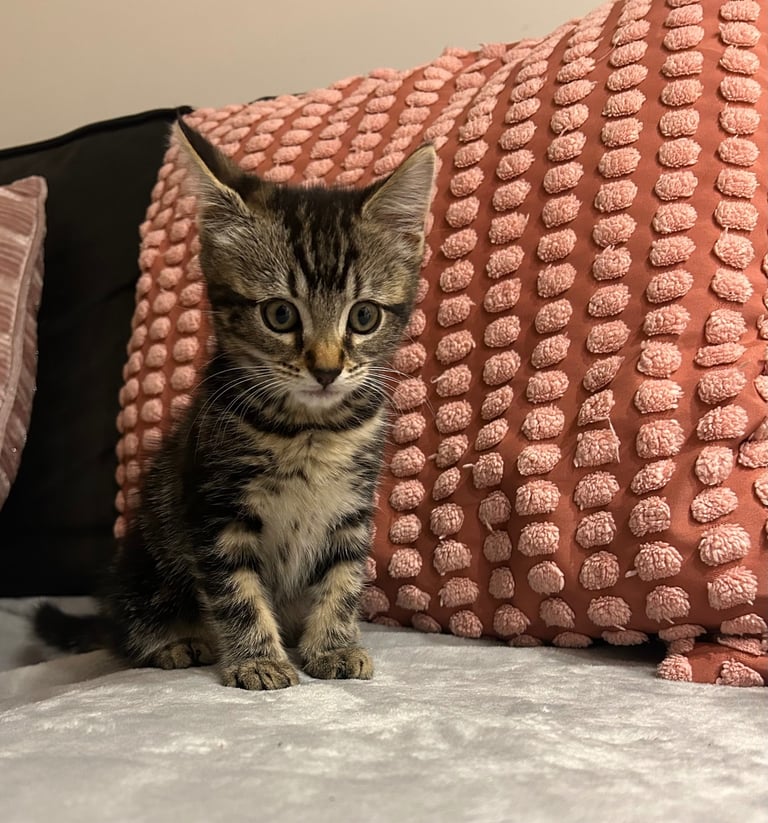 Beautiful tabby kittes