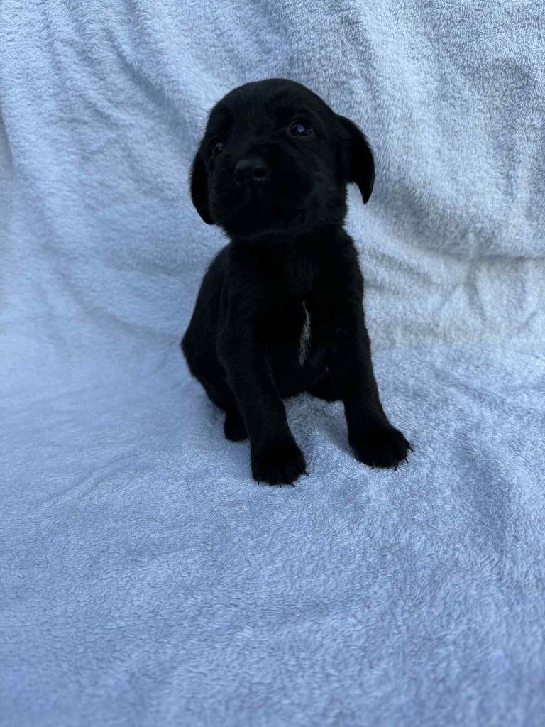 Cocker x Labrador puppies