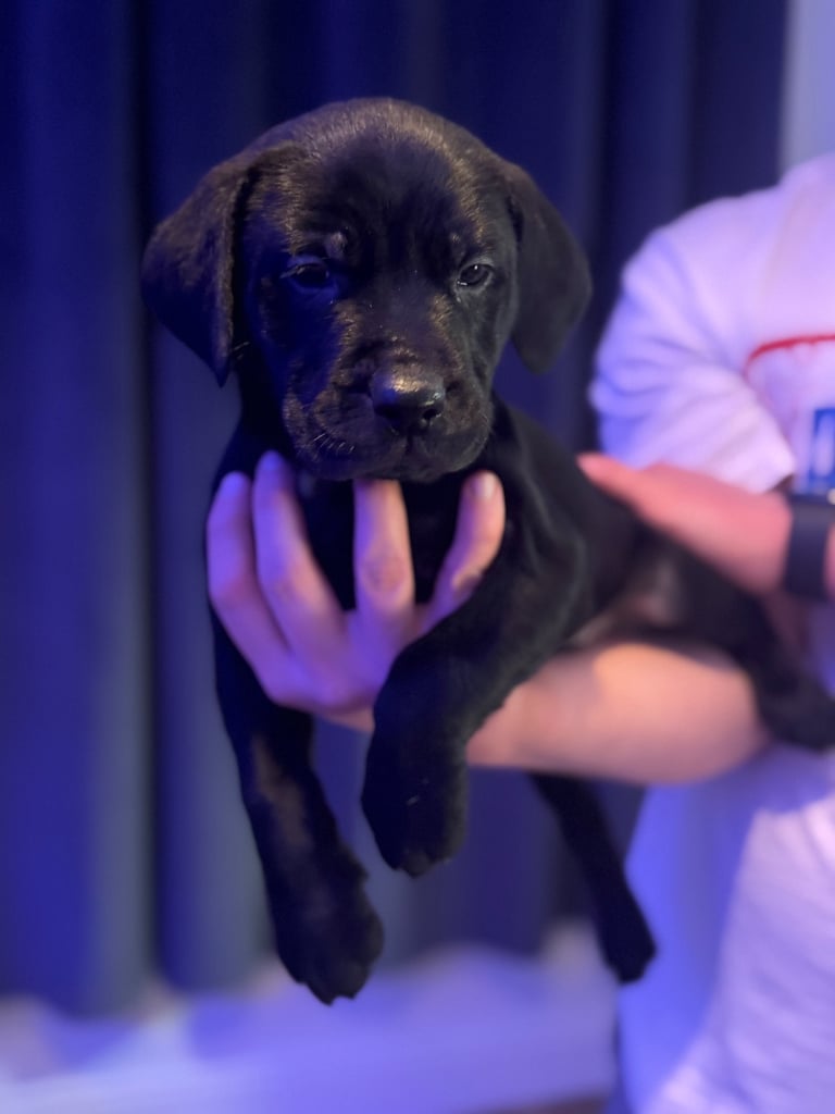 Labrador cross puppies🐶