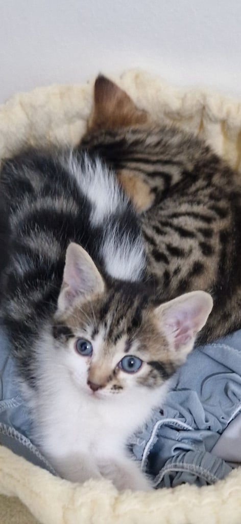4 beautiful maine coon cross kittens 