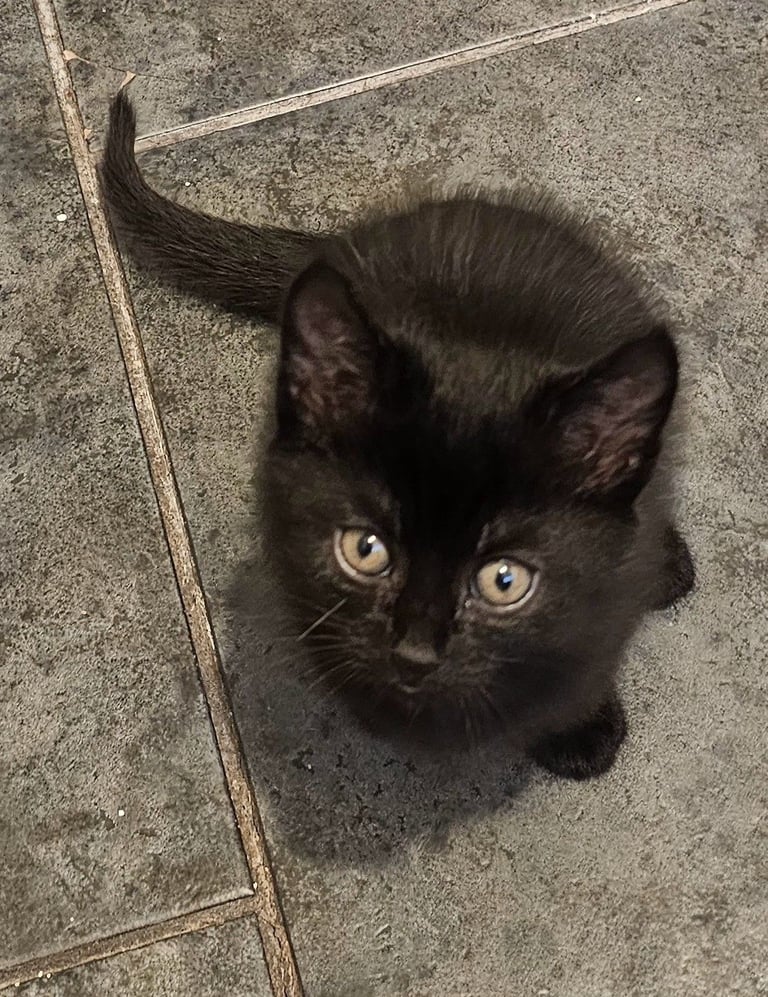 image for 6 beautiful black domestic shorthair 