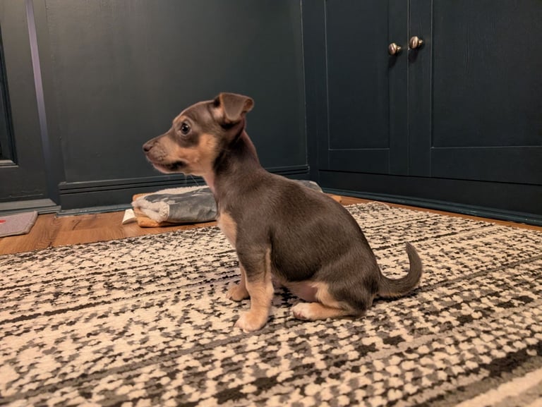 Miniature Blue and Tan Jack Russell 