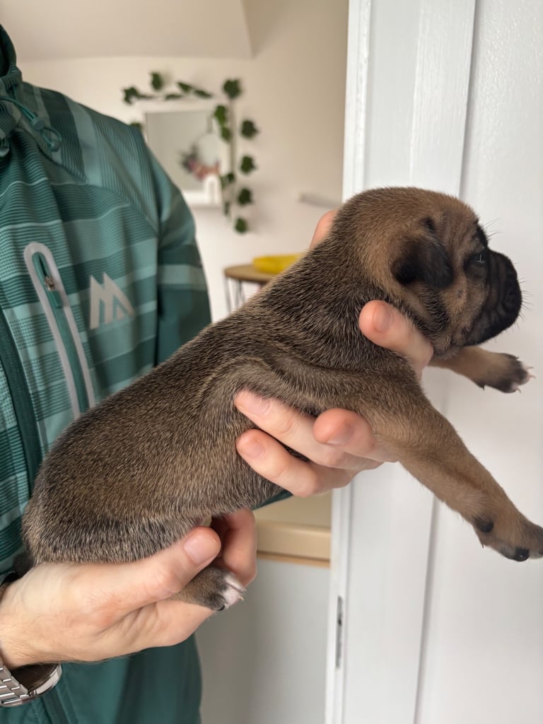 Bulldog/staffy mix 