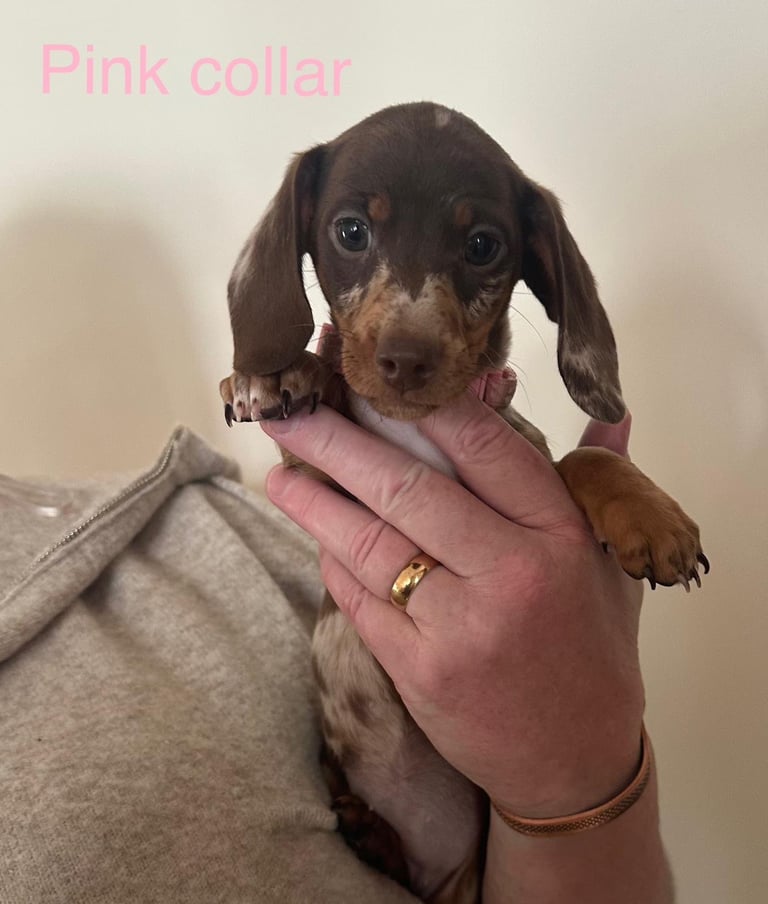 Miniature dachshund puppies *READY TO LEAVE*