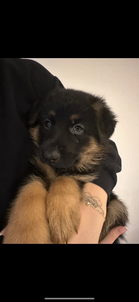 Healthy German Shepherd Puppies READY