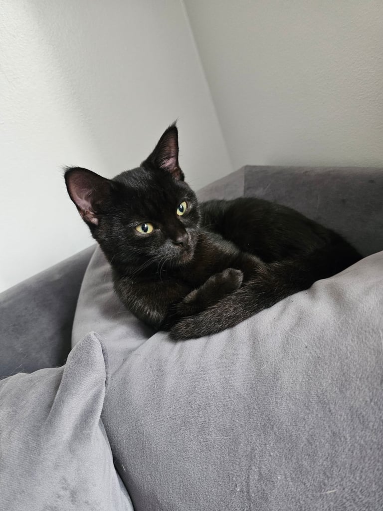 🐾 Adorable 4-Month-Old Kitten Looking for a Loving Home 🏡