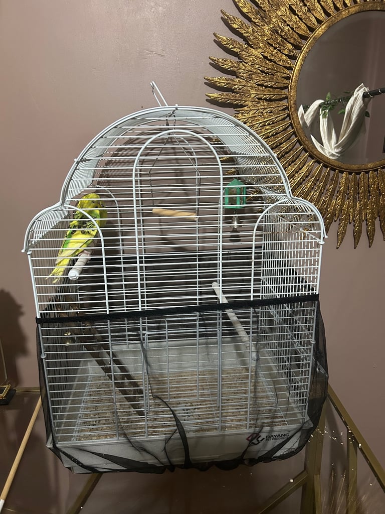 Budgies for sale