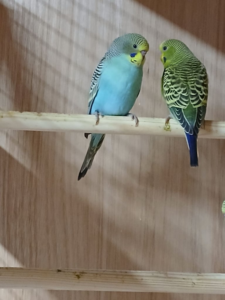 Baby Budgies. Lovely colours.