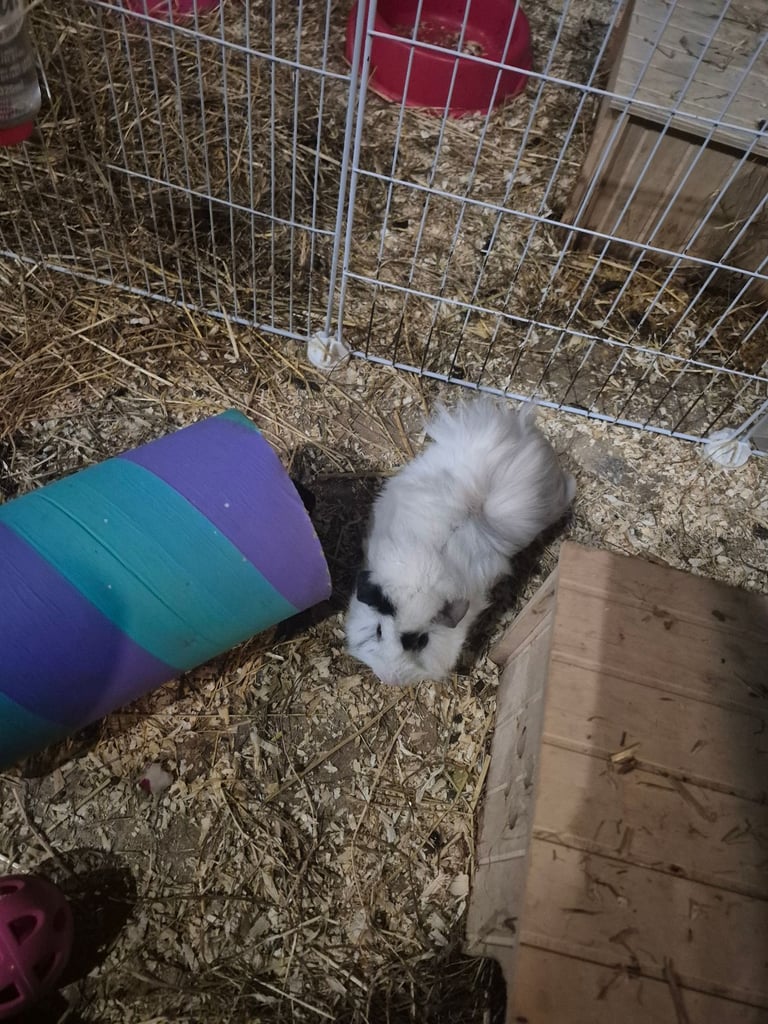 Guinea pigs for sale