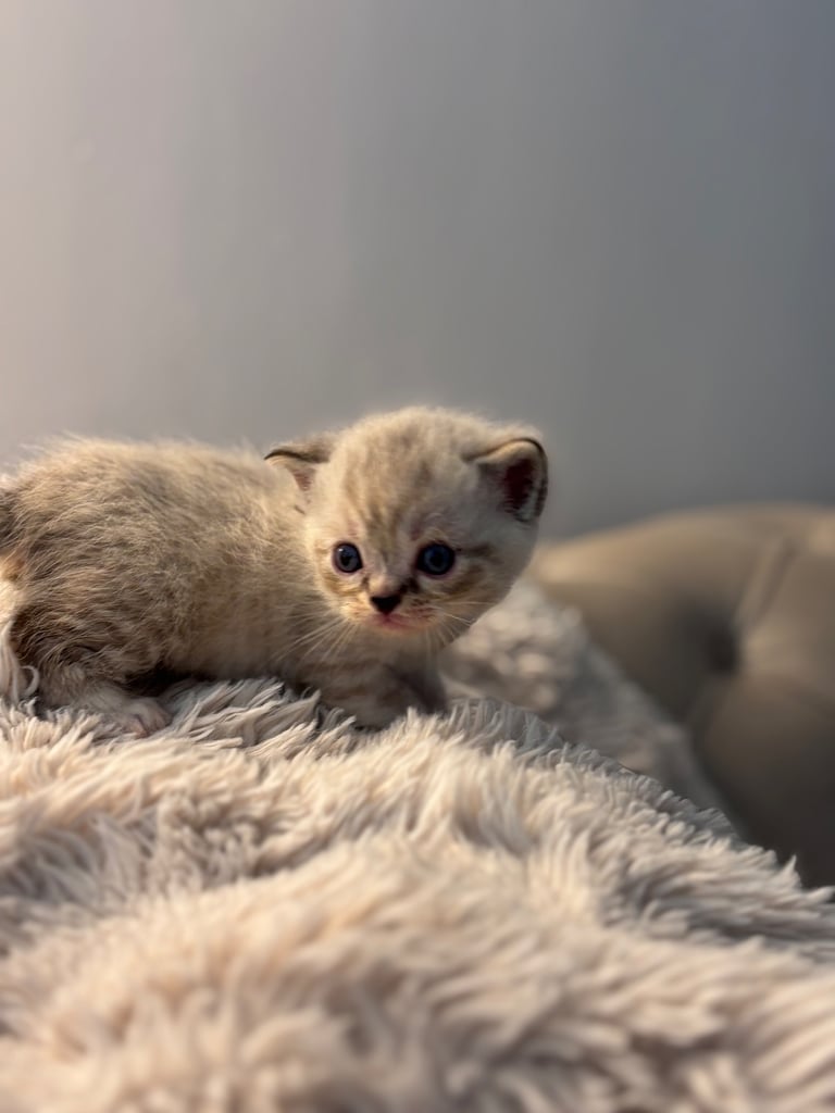 ONLY 2 LEFT! 🐾✨ Adorable Persian × Bengal Kittens Looking for Loving Homes! ✨🐾