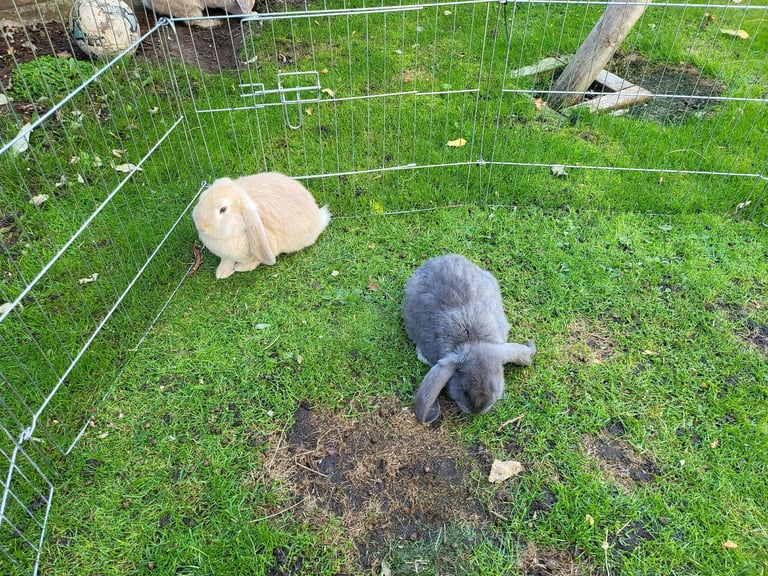 image for Giant Lop Eared Rabbits 