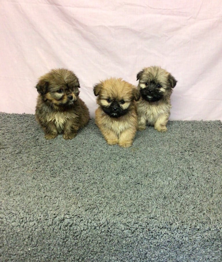 Tibetan spaniel for sale sales gumtree