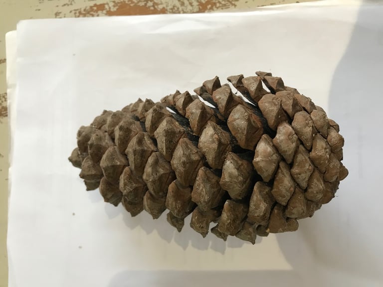Giant Fir Cones