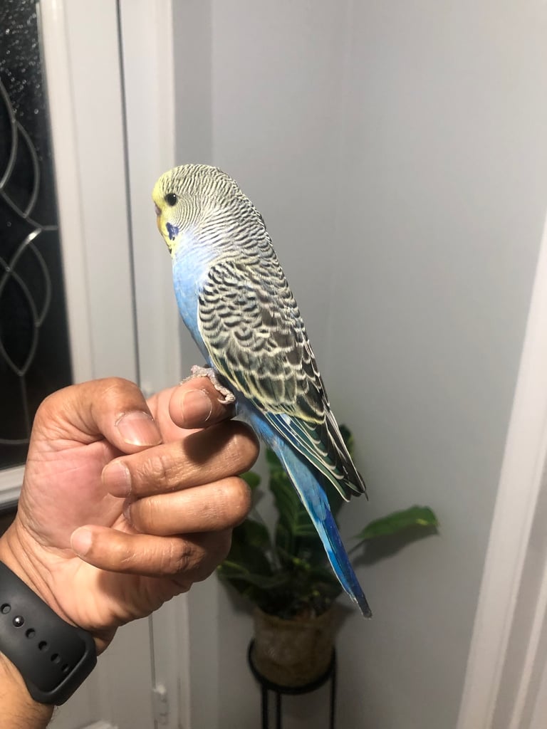 Beautiful colour’s Baby Budgies and other birds 