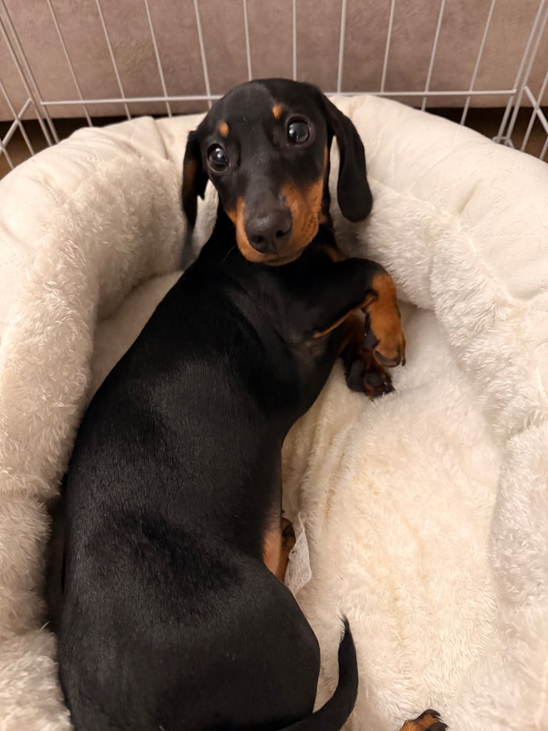 Mini Dachshund - Male puppy