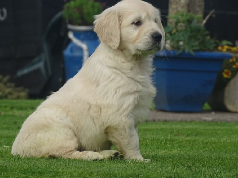 Registered Golden Retriever Pups