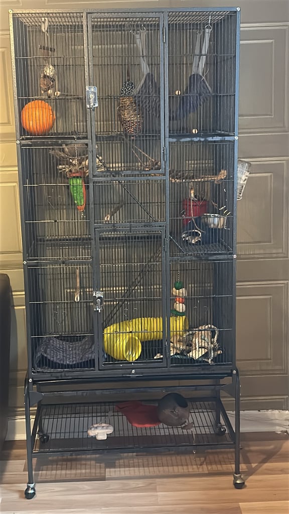 2 male sugar gliders