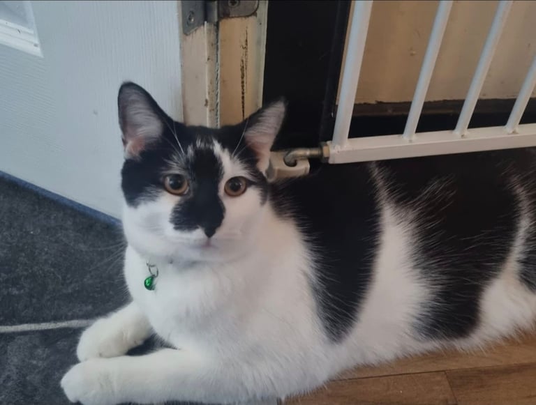Male Cat ( PENDING )